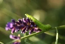 nature caterpillar 1920x1200 wallpaper Art HD Wallpaper
